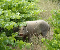 Capturado un grupo de 12 cerdos vietnamitas hibridados con jabalí en el Priorat